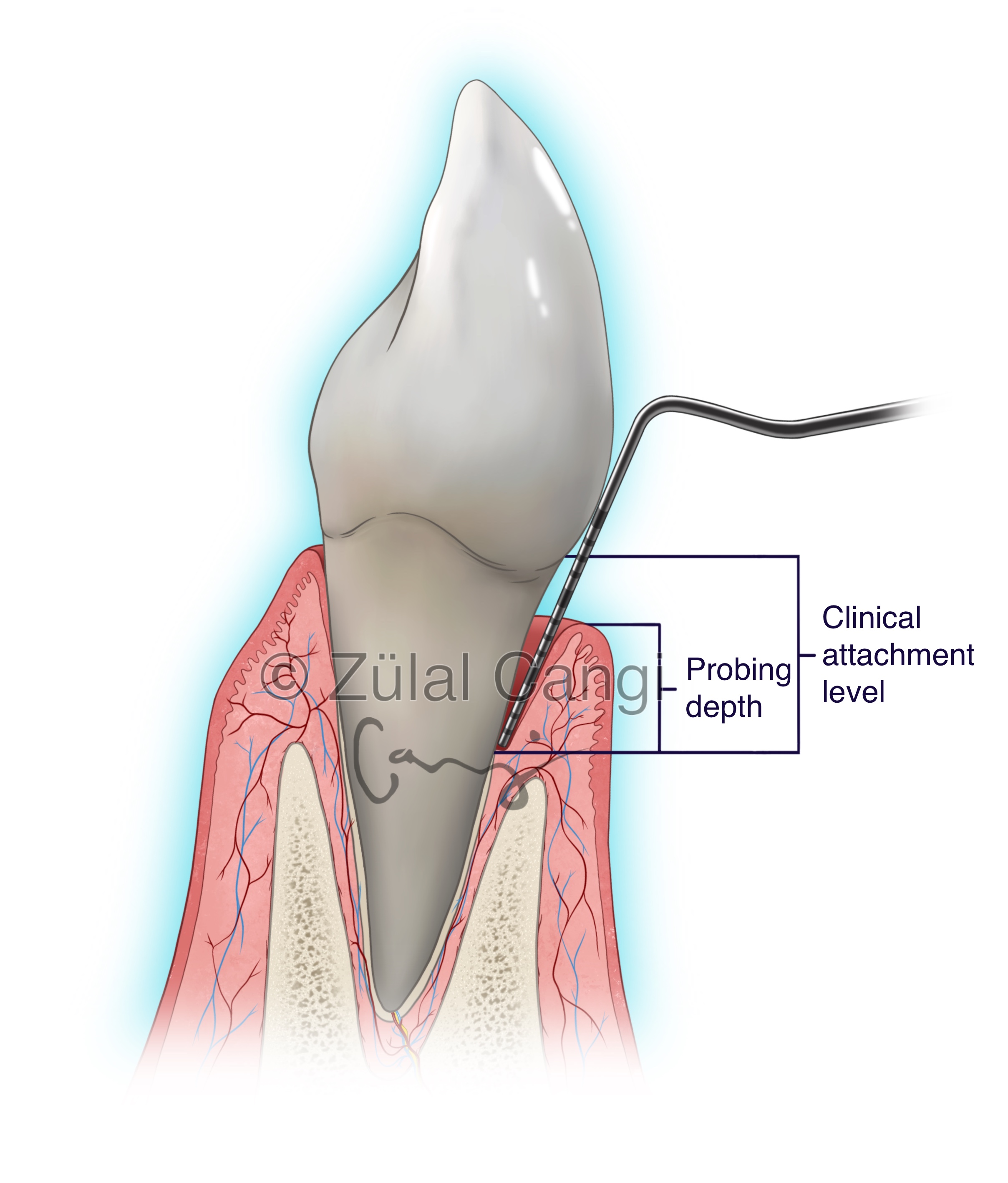Clinical Attachment